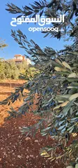  16 جرش جبا  مقابل ثغرة عصفور