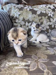  5 سكوتش فولد وسكوتش ستريت ذكور حجم تربل جمجمه عريضه اقزام الطول  الاب والام موجودات بييور