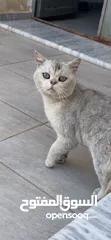  1 قط سكوتش ستريت