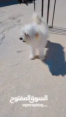  10 كلب زينه انثى