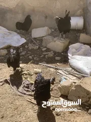  20 ديوك لمبرجيني و صيصان صحة و نظافة  بلدي للبيع
