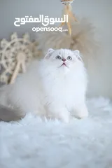  6 Scottish British shorthair longhair kittens British shorthair Scottish fold kittens Scottish