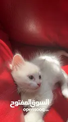  7 برتش مكس شيرازي