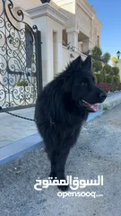 1 German shepherd male for stud