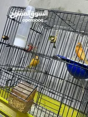  7 طيور كنار للبيع