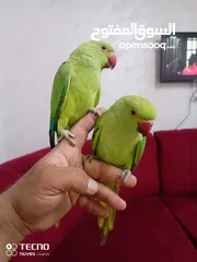  18 جواز كنار جوز دره اليفات كوكتيل اليف ذكور كنار جوز فيشر تحتو بيض