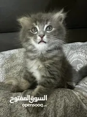  8 للبيع ذكر سكوتش مكس