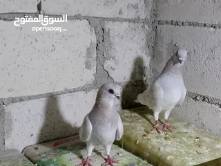  9 جواز حمام شغلات ميه بل ميه