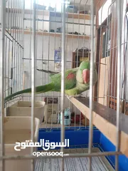  17 ببغاء كساندرا  متكلم ثوب كامل حجم دبل دبل دبل جامبو لعوب بسبح للي خلقه الوان غامقه جميله