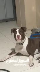  2 نثية اميركاً بولي xl-American bully xl