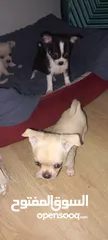  20 Chihuahuas