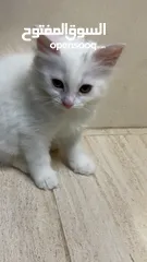  14 برتش مكس شيرازي