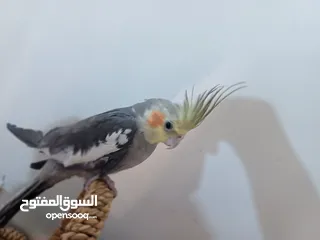 9 عصفور كوكتيل اليف للبيع دون بدل مع قفص واغراضه