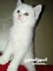 8 قط  و قطه هملايا شوكلت و قطتين  كتنز كتن بيبي  3 شهور  ابيض ناصع و عيون زرق  القط رغدول البيور الضخم