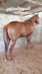  1 حصان إنجليزي للبيع