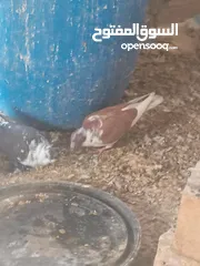  1 حمام للبيع