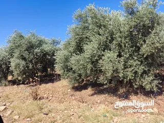  3 مزرعه خمسة دونمات صروت مزروعه تربه حمراء موقع مميز