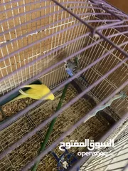  2 جوزين حب هوجو رومو للبيع او بدل