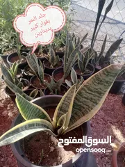 27 اشتال للبيع يتوفر اشتال منوعه وجميله