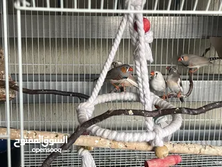  2 Pet shopbird ::  pure breed and healthy Zebra finch X 6 birds with large cage