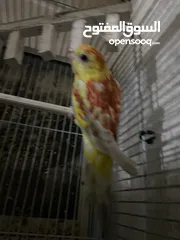  1 ببغاء مزامير للبيع أو بدل