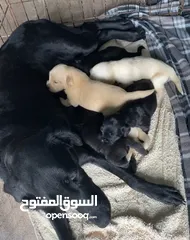  1 Labrador puppies