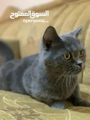  1 سكوتش للبيع انثى حامل من سكوتش كمان لببيع