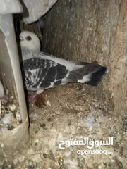  6 جوز بواز تحتيهن بيض مع فرخين فطم جديد