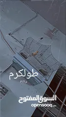  1 عصفور كناري ذكر للبيع جاهز التزاوج مع قفص مستعمل بس 120 شيكل طولكرم  نزله مجمع الدكتور امجد بدران