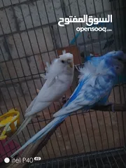  9 متاح جوز روز للبيع و جوز حب هوقو رومو فل وردات