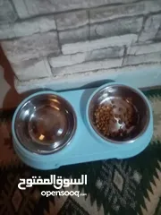  6 قط سيامي للبيع