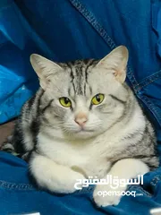  2 قط للتبني adopting cat