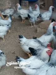  5 دجاج سايكس إنجليزي