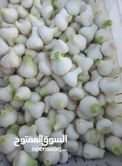  2 ثوم مقشر نخب اول بلدي
