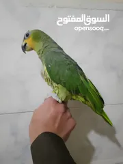  1 ببغاء امزوني اليف  هادي جدا للبيع قابل البدل على طيور