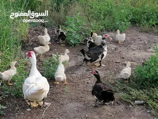  3 فروخ بط مصري مسكوفي بيور غير مهجن عمر شهرين ونص .... إقرأ الوصف