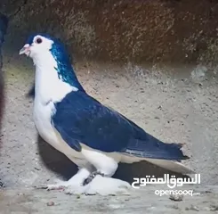  4 بسم الله الرحمن الرحيم   متاح بالصلاة على النبي   مسود قراقطه شامي   مطوق احمر   مطوق اسود   عنابي ا