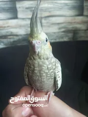  1 فحل كوكتيل أليف صلاة النبي
