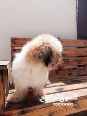  3 Male shtzu /ذكر شتزو