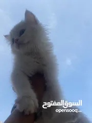  2 شيرازي صغيره للبيع في المكلا