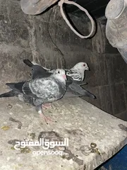  13 حمام للبيع