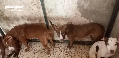  3 6كلاب للبيع 3 ذكور وا 3 إناث