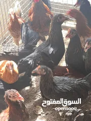  7 دجاج عماني بيّاض تربية منزلية
