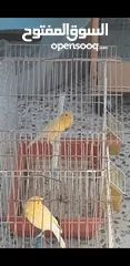  3 طيور كنار للبيع