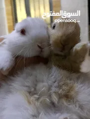  11 ارانب عمر شهر ونص تربيه منزل تب نظافه وبصحه جيده جدا.                                              .