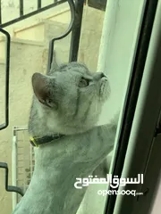  7 قطة سكوتش فولد عمر 4 شهور ونصف ذكر أليف جدا جدا ماخد كل المطاعيم وحبت الدود