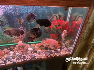  26 حوض سمك اوسكر كامل اغراضو للبيع