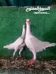  4 جوز مخاليف اول بطن