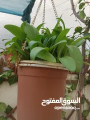  3 نباتات ظل للبيع