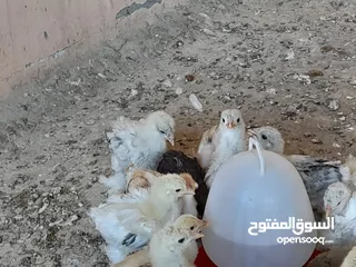  6 صيصان براهما مستويات عالية